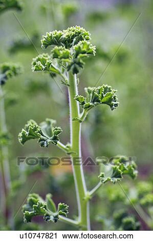 Geranium View Large Photo Image Stock Image - Geranium. Fotosearch