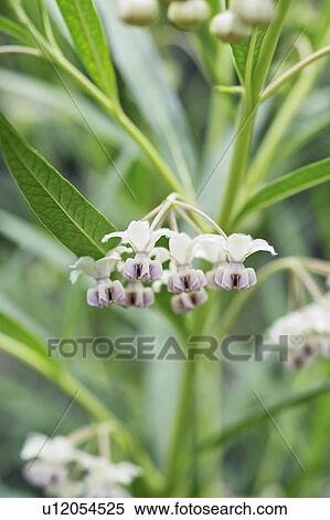 Stock Photography - Gomphocarpus physocarpus. Fotosearch