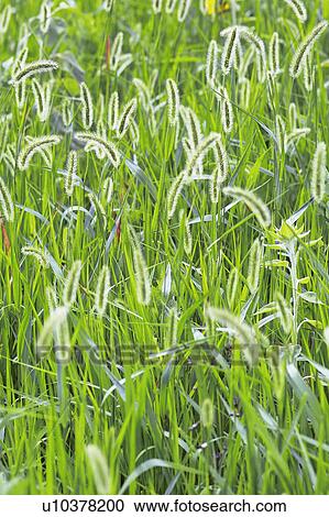 Stock Image - Grass field. Fotosearch
