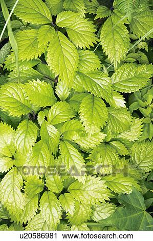 Stock Image - Hydrangea hirta. Fotosearch