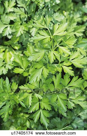 Italian parsley View Large Photo Image Picture - Italian parsley. Fotosearch