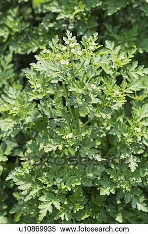 Stock Photography - Italian parsley. Fotosearch