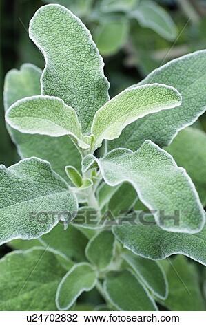 Stock Image - Jerusalem sage. Fotosearch