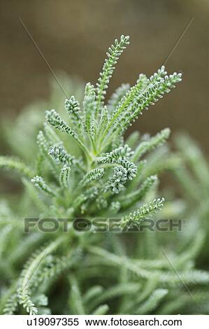 Stock Photography - Lavender cotton. Fotosearch
