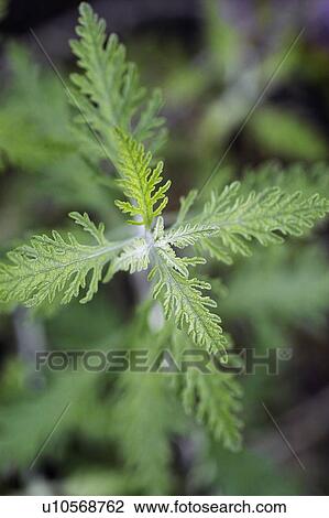 Stock Image - Marjoram. Fotosearch