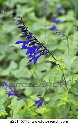 Stock Photography - Meadow clary. Fotosearch