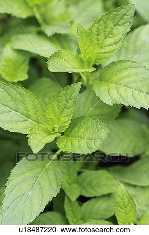 Mentha arvensis var. agrestis View Large Photo Image Stock Image - Mentha arvensis var. agrestis. Fotosearch