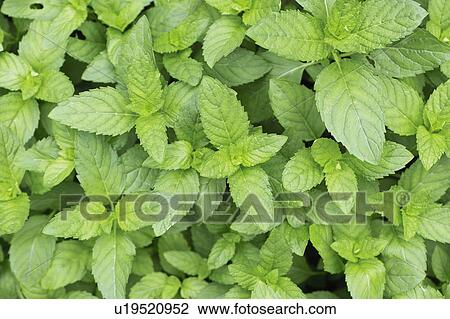 Stock Image - Mentha arvensis var. agrestis. Fotosearch