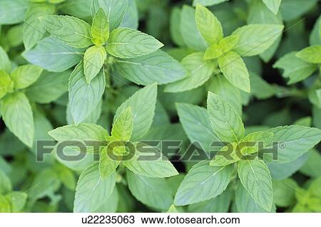 Mentha arvensis var. piperascens View Large Photo Image Stock Image - Mentha arvensis var. piperascens. Fotosearch