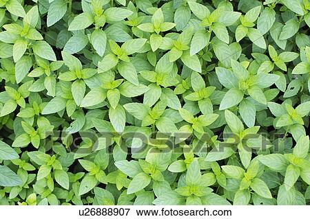 Stock Photo - Mentha arvensis var. piperascens. Fotosearch
