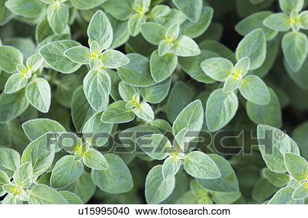 Stock Image - Oregano. Fotosearch