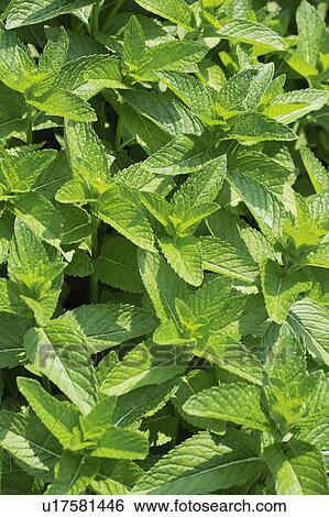 Stock Photograph - Peppermint. Fotosearch