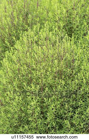 Stock Photography - Perovskia Russian sage. Fotosearch