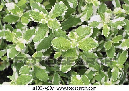 Stock Photo - Pineapple mint. Fotosearch