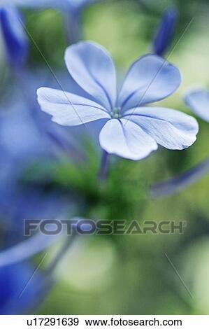 Plumbago capensis View Large Photo Image Stock Photo - Plumbago capensis. Fotosearch