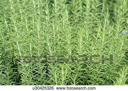 Stock Photograph - Rosemary. Fotosearch