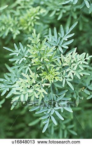 Stock Image - Ruta graveolens. Fotosearch
