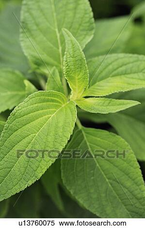 Sage View Large Photo Image Stock Photography - Sage. Fotosearch