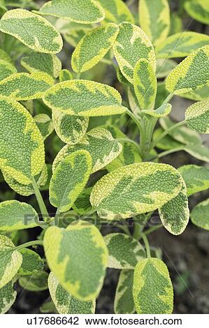 Stock Image - Salvia officinalis icterina. Fotosearch
