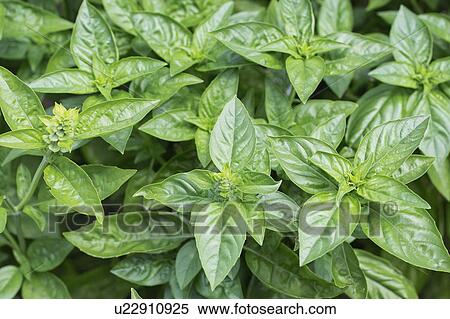 Stock Photography - Sweet basil. Fotosearch
