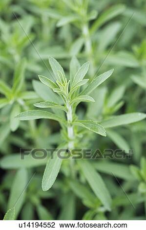 Stock Image - Sweetleaf. Fotosearch
