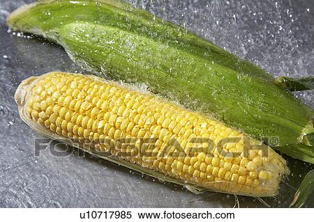 Corn on the cob View Large Photo Image Stock Photography - Corn on the cob. Fotosearch