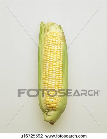 Stock Image - Corn. Fotosearch