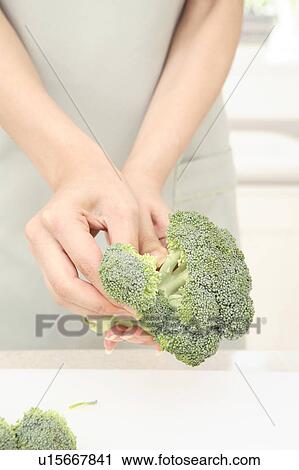 Hands having a broccoli View Large Photo Image Stock Image - Hands having a broccoli. Fotosearch