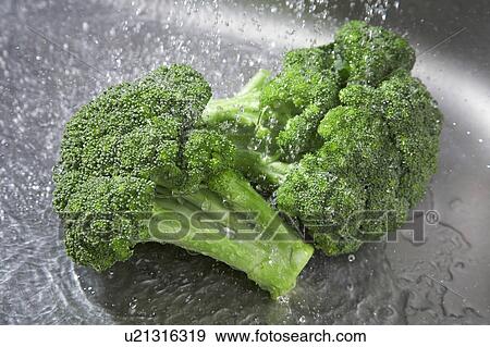 Stock Photo - Broccoli. Fotosearch