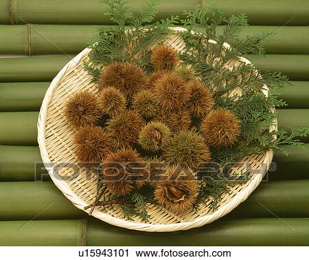 Chestnut View Large Photo Image Stock Image - Chestnut. Fotosearch