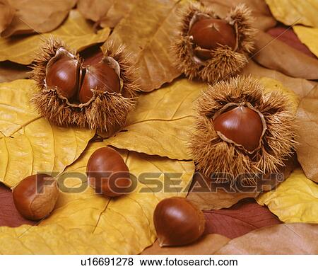 Stock Photo - Chestnut. Fotosearch