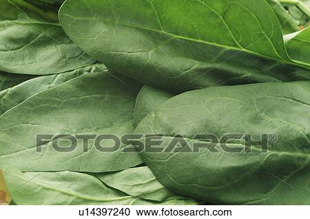 Stock Image - Closeup of raw spinach leaves. Fotosearch