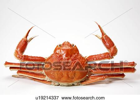Stock Photo - Crab. Fotosearch