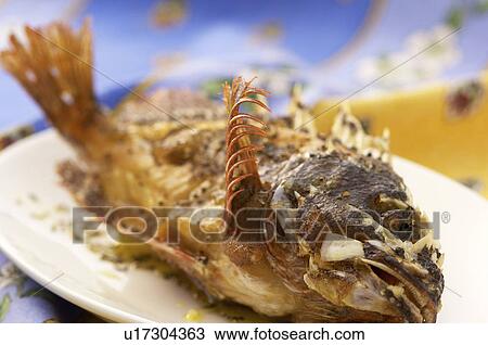 Fish View Large Photo Image Stock Image - Fish. Fotosearch