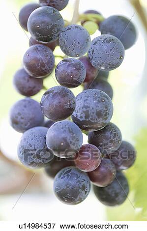 Grape bunch View Large Photo Image Stock Photo - Grape bunch. Fotosearch