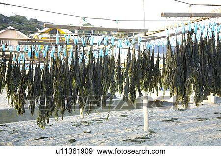 Hanging wakame View Large Photo Image Stock Photo - Hanging wakame. Fotosearch