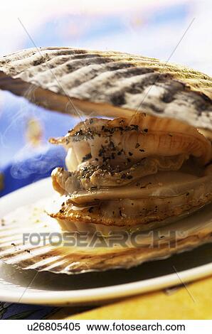 Stock Photography - Japanese scallop. Fotosearch