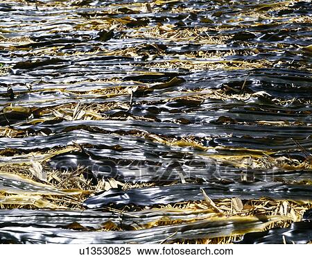 Stock Photography - Seaweed. Fotosearch
