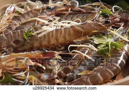 Shrimp View Large Photo Image Picture - Shrimp. Fotosearch