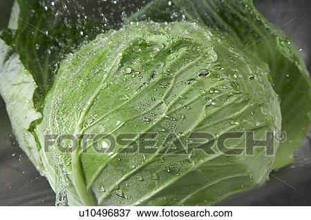 Stock Photo - Cabbage. Fotosearch