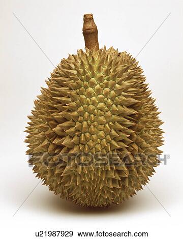 Durian View Large Photo Image Stock Photo - Durian. Fotosearch