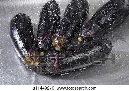 Eggplant View Large Photo Image Stock Photograph - Eggplant. Fotosearch