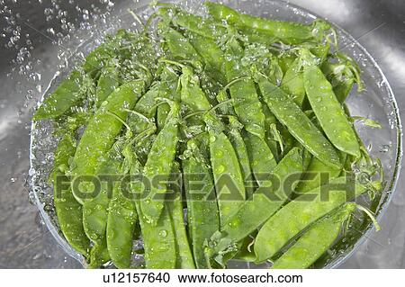 Stock Image - Garden pea. Fotosearch