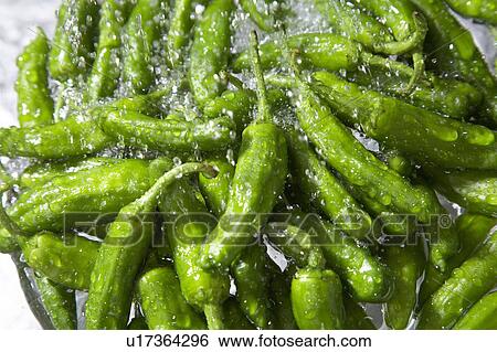 Stock Photograph - Shishito. Fotosearch