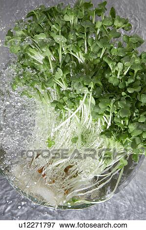 White radish sprouts View Large Photo Image Stock Photo - White radish sprouts. Fotosearch