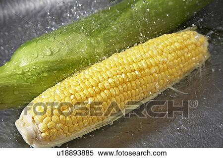 Corn View Large Photo Image Stock Photography - Corn. Fotosearch
