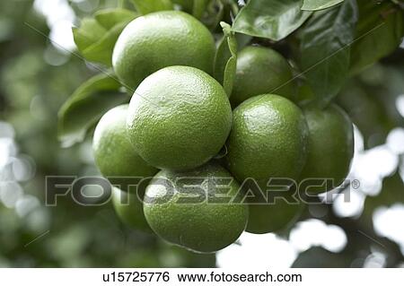 Stock Photograph - Mandarin orange. Fotosearch