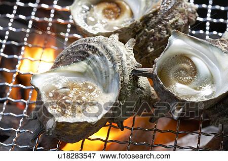 Turban shell View Large Photo Image Stock Photo - Turban shell. Fotosearch