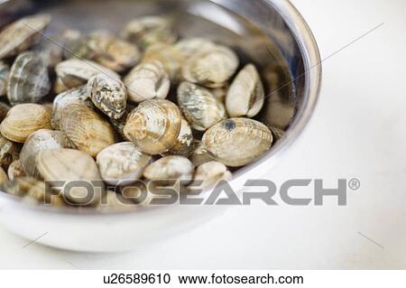Short-neck clam, View Large Photo Image Stock Image - Short-neck clam,. Fotosearch