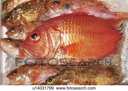 Stock Photo - Alfonsino. Fotosearch